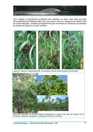 Com relação à importância econômica das espécies na área, essa está resumida
principalmente as frutíferas (Figura 22), das quais o coco e a manga as de melhor valor
de comercialização, vendidas principalmente para veranistas em barracas nas estradas
de acesso às praias ou na orla marítima.




Figura 21: Acacia cf. melanoxylon R.Br., encontrada no interior da ilha Grande (Foto:M.Grillo)




Figura 22: Exemplos de arvores frutíferas encontradas na interior das ilhas do estuário do rio
Sirinhaém (mangueira, jenipapeiro e coqueiros) (Fotos Luiz e M.Grillo)



Laudo Biológico – Estuário do Rio Sirinhaém - PE                                                 33
 