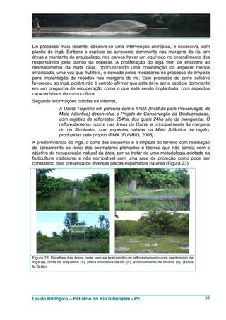 De processo mais recente, observa-se uma intervenção antrópica, e excessiva, com
plantio de ingá. Embora a espécie se apresente dominante nas margens do rio, em
áreas a montante do arquipélago, nos parece haver um equívoco no entendimento dos
responsáveis pelo plantio da espécie. A proliferação do ingá vem de encontro ao
desmatamento da mata ciliar, oportunizando uma colonização da espécie menos
erradicada, uma vez que frutífera, é deixada pelos moradores no processo de limpeza
para implantação de roçados nas margens do rio. Este processo de corte seletivo
favoreceu ao ingá, porém não é correto afirmar que esta deve ser a espécie dominante
em um programa de recuperação como o que está sendo implantado, com aspectos
característicos de monocultura.
Segundo informações obtidas na internet,
               A Usina Trapiche em parceria com o IPMA (Instituto para Preservação da
               Mata Atlântica) desenvolve o Projeto de Conservação da Biodiversidade,
               com objetivo de reflorestar 254ha, dos quais 24ha são de manguezal. O
               reflorestamento ocorre nas áreas da Usina, e principalmente às margens
               do rio Sirinhaém, com espécies nativas da Mata Atlântica da região,
               produzidas pelo próprio IPMA (FUNBIO, 2005).
A predominância do ingá, o corte dos coqueiros e a limpeza do terreno com realização
de coroamento ao redor dos exemplares plantados é técnica que não condiz com o
objetivo de recuperação natural da área, por se tratar de uma metodologia adotada na
fruticultura tradicional e não compatível com uma área de proteção como pode ser
constatado pela presença de diversas placas espalhadas na área (Figura 23).




Figura 23: Detalhes das áreas onde vem se realizando um reflorestamento com predomínio de
ingá (a), corte de coqueiros (b), placa indicativa da UC (c), e coroamento de mudas (d). (Fotos
M.Grillo)




Laudo Biológico – Estuário do Rio Sirinhaém - PE                                                  34
 