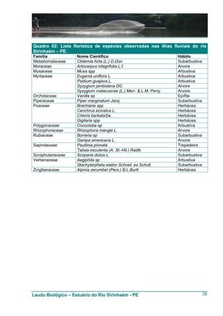 Quadro 02: Lista florística de espécies observadas nas ilhas fluviais do rio
Sirinhaém – PE.
Família             Nome Científico                               Hábito
Melastomataceae     Clidemia hirta (L.) D.Don                     Subarbustiva
Moraceae            Artocarpus integrifolia L.f.                  Arvore
Musaceae            Musa spp                                      Arbustiva
Myrtaceae           Eugenia uniflora L.                           Arbustiva
                    Psidium guajava L.                            Arbustiva
                    Syzygium jambolana DC.                        Arvore
                    Syzygium malaccense (L.) Merr. & L.M. Perry   Arvore
Orchidaceae         Vanilla sp                                    Epífita
Piperaceae          Piper marginatum Jacq.                        Subarbustiva
Poaceae             Brachiaria spp                                Herbácea
                    Cenchrus ecinatus L.                          Herbácea
                    Chloris barbataSw.                            Herbácea
                    Digitaria spp                                 Herbácea
Polygonaceae        Coccoloba sp                                  Arbustiva
Rhizophoraceae      Rhizophora mangle L.                          Arvore
Rubiaceae           Borreria sp                                   Subarbustiva
                    Genipa americana L.                           Arvore
Sapindaceae         Paullinia pinnata                             Trepadeira
                    Talisia esculenta (A. St.-Hil.) Radlk.        Arvore
Scrophulariaceae    Scoparia dulcis L.                            Subarbustiva
Verbenaceae         Aegiphila sp                                  Arbustiva
                    Stachytarpheta elatior Schrad. ex Schult.     Subarbustiva
Zingiberaceae       Alpinia zerumbet (Pers.) B.L.Burtt            Herbácea




Laudo Biológico – Estuário do Rio Sirinhaém - PE                                 38
 