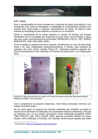 5.2.3 Fauna
Para a caracterização da fauna procedeu-se a pesquisa de dados secundários e uma
prospecção local, onde foi empregada a metodologia do caminhamento aleatório com
paradas para observações e registros, especialmente no interior de algumas ilhas
maiores do arquipélago fluvial existente no estuário do rio Sirinhaém.
Devido à necessidade de se utilizar espécies ou grupos de animais que possam
representar bem as condições dos ambientais em que vivem, deu-se ênfase a classe
das aves, grupo reconhecidamente bioindicador (REGALADO e SILVA, 1997; WORLD
BIRDWATCH, 1999; VIELLIARD, 2000).
Foram anotadas as espécies da fauna presente, identificadas por meio da observação
direta e de suas vocalizações (bioacústica/zoofonia) e indireta, pela presença de
vestígios, tais como ninhos, picadas (Figura 24 - Dryocopus lineatus), pegadas etc.
Para tal procedimento foram utilizados um binóculo de poder 8x24 e um minigravador
Sony.




FIGURA 24: Marcas de picadas em coqueiro do Picapau-de-cabeça-encarnada (Dryocopus lineatus),
freqüente na região. “Foto do picapau 1 .


Como complemento ao presente diagnóstico, foram feitas entrevistas informais com
antigos moradores locais.
De um modo geral, no conjunto dos diversos ambientes que compõem as áreas do
estuário do rio Sirinhaém foi detectada uma diversidade média de vertebrados, formada
por espécies que, na sua maioria, apresentam ampla distribuição geográfica (SICK,
1988; COELHO, 2004, 2007; SOUZA, 2005), algumas ocorrendo também em outros
biomas, como Caatingas e Cerrados, por exemplo, sendo poucas aquelas que estão

1
    Disponível em: http://www.greglasley.net/lineatedwp.html



Laudo Biológico – Estuário do Rio Sirinhaém - PE                                                39
 