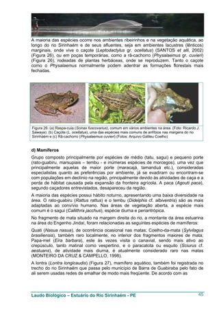 A maioria das espécies ocorre nos ambientes ribeirinhos e na vegetação aquática, ao
longo do rio Sirinhaém e de seus afluentes, seja em ambientes lacustres (lênticos)
marginais, onde vive o caçote (Leptodactylus gr. ocellatus) (SANTOS et alli, 2002)
(Figura 26), ou em poças temporárias, como a rã-cachorro (Physalaemus gr. cuvieri)
(Figura 26), rodeadas de plantas herbáceas, onde se reproduzem. Tanto o caçote
como o Physalaemus normalmente podem adentrar as formações florestais mais
fechadas.




Figura 26: (a) Raspa-cuia (Scinax fuscovarius), comum em vários ambientes na área. (Foto: Ricardo J.
Sawaya). (b) Caçote (L. ocellatus), uma das espécies mais comuns de anfíbios nas margens do rio
Sirinhaém e (c) Rã-cachorro (Physalaemus cuvieri) (Fotos: Arquivo Galileu Coelho)


d) Mamíferos
Grupo composto principalmente por espécies de médio (tatu, sagui) e pequeno porte
(rato-guabiru, marsupiais – tembu - e inúmeras espécies de morcegos), uma vez que
principalmente aquelas de maior porte (maracajá, tamanduá etc.), consideradas
especialistas quanto as preferências por ambiente, já se evadiram ou encontram-se
com populações em declínio na região, principalmente devido às atividades de caça e a
perda de hábitat causada pela expansão da fronteira agrícola. A paca (Agouti paca),
segundo caçadores entrevistados, desapareceu da região.
A maioria das espécies possui hábito noturno, apresentando uma baixa diversidade na
área. O rato-guabiru (Rattus rattus) e o tembu (Didelphis cf. albiventris) são as mais
adaptadas ao convívio humano. Nas áreas de vegetação aberta, a espécie mais
comum é o sagui (Callithrix jacchus), espécie diurna e periantrópica.
No fragmento de mata situado na margem direita do rio, a montante da área estuarina
na área do Engenho Jindaí, foram relacionadas as seguintes espécies de mamíferos:
Quati (Nasua nasua), de ocorrência ocasional nas matas; Coelho-da-mata (Sylvilagus
brasiliensis), também raro localmente, no interior dos fragmentos maiores de mata;
Papa-mel (Eira barbara), este às vezes visita o canavial, sendo mais ativo ao
crepúsculo, tanto matinal como vespertino, e o paracatota ou esquilo (Sciurus cf.
aestuans), de atividade mais diurna, é atualmente considerado raro nas matas
(MONTEIRO DA CRUZ & CAMPELLO, 1998).
A lontra (Lontra longicaudis) (Figura 27), mamífero aquático, também foi registrada no
trecho do rio Sirinhaém que passa pelo município de Barra de Guabiraba pelo fato de
ali serem usadas redes de emalhar de modo mais freqüente. De acordo com as



Laudo Biológico – Estuário do Rio Sirinhaém - PE                                                   45
 