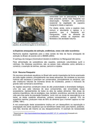 entrevistas com os pescadores, a lontra
                                                       está presente, sendo mais freqüente sua
                                                       observação. Também de ocorrência
                                                       ocasional na vegetação de capoeira
                                                       marginal é citada a capivara.
                                                       Foi citada, ainda, como a espécie mais
                                                       comum e abundante a raposa, e o
                                                       guaxinim,      que     é    freqüente em
                                                       manguezais, onde se alimenta de
                                                       crustáceos, ambas as espécies são
                                                       florestais e de atividade noturna.

Figura 27: Lontra (Lontra longicaudis), mamífero
aquático, de ocorrência regular no rio Sirinhaém 3 .


e) Espécies ameaçadas de extinção, endêmicas, raras e de valor econômico
Nenhuma espécie registrada para a área consta da lista da fauna ameaçada de
extinção no Brasil, de acordo com o IBAMA (2003).
O sanhaçu-do-mangue (Conirostrum bicolor) é endêmico no Manguezal lato sensu.
Para alimentação de subsistência são caçados, sobretudo columbídeos (juriti e
rolinhas). De interesse econômico, são os peixes mais utilizados como alimento e
comércio, a exemplo de tainhas, saúnas, camurim e robalos.


5.2.4 Recurso Pesqueiro
Os recursos renováveis aquáticos no Brasil vêm sendo impactados de forma acentuada
em toda região costeira, principalmente nas áreas estuarinas. No nordeste os recursos
hídricos são escassos e precisam ser conservados, principalmente os estuários, que
são criadouros naturais de inúmeras larvas de crustáceos, peixes e moluscos de
grande valor comercial e econômico.
As regiões estuarinas constituem áreas de alta produtividade e diversidade biológica,
uma vez que, pela natureza de seus componentes, são encontrados nesse
ecossistema, representantes de todos os elos da cadeia alimentar. São áreas de
extrema importância, não só ecológica, mas, também, econômica, servindo de meio de
vida para boa parte da população brasileira. Junto com as zonas de ressurgência e as
baías, as áreas costeiras estuarinas, embora correspondam a apenas 10% da
superfície marinha, produzem mais de 95% do alimento que o homem captura no mar
(CIRM, 1981).
A má conservação deste ecossistema implica em um desequilíbrio na reprodução e
propagação dos seres aquáticos que se beneficiam deste meio para fazê-la, podendo,
este fato, leva-las até mesmo ao seu desaparecimento. O exemplo da necessidade
3
 Disponível em: http://rppnriodaslontras.blogspot.com/2007_07_01_archive.html Acessado em:
22.05.2008.



Laudo Biológico – Estuário do Rio Sirinhaém - PE                                             46
 