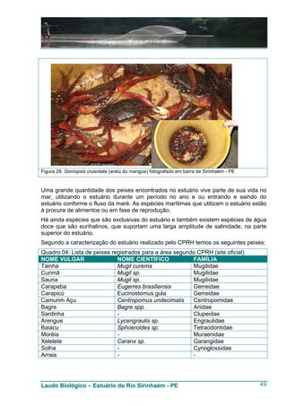 Figura 28: Goniopsis cruentata (aratú do mangue) fotografado em barra de Sirinhaém - PE


Uma grande quantidade dos peixes encontrados no estuário vive parte de sua vida no
mar, utilizando o estuário durante um período no ano e ou entrando e saindo do
estuário conforme o fluxo da maré. As espécies marítimas que utilizam o estuário estão
à procura de alimentos ou em fase de reprodução.
Há ainda espécies que são exclusivas do estuário e também existem espécies de água
doce que são eurihalinos, que suportam uma larga amplitude de salinidade, na parte
superior do estuário.
Segundo a caracterização do estuário realizado pelo CPRH temos os seguintes peixes:
Quadro 04: Lista de peixes registrados para a área segundo CPRH (site oficial)
NOME VULGAR                  NOME CIENTÍFICO             FAMÍLIA
Tainha                       Mugil curema                Mugilidae
Curimã                       Mugil sp.                   Mugilidae
Sauna                        Mugil sp.                   Mugilidae
Carapeba                     Eugerres brasiliensis       Gerreidae
Carapicú                     Eucinostomus gula           Gerreidae
Camurim Açu                  Centropomus undecimalis     Centropomidae
Bagre                        Bagre spp.                  Ariidae
Sardinha                     -                           Clupeidae
Arengue                      Lycengraulis sp.            Engraulidae
Baiacu                       Sphoeroides sp.             Tetraodontidae
Moréia                       -                           Muraenidae
Xelelete                     Caranx sp.                  Garangidae
Solha                        -                           Cynoglossidae
Arraia                       -                           -




Laudo Biológico – Estuário do Rio Sirinhaém - PE                                          49
 