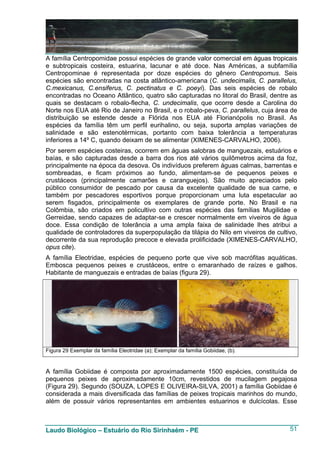 A família Centropomidae possui espécies de grande valor comercial em águas tropicais
e subtropicais costeira, estuarina, lacunar e até doce. Nas Américas, a subfamília
Centropominae é representada por doze espécies do gênero Centropomus. Seis
espécies são encontradas na costa atlântico-americana (C. undecimalis, C. parallelus,
C.mexicanus, C.ensiferus, C. pectinatus e C. poeyi). Das seis espécies de robalo
encontradas no Oceano Atlântico, quatro são capturadas no litoral do Brasil, dentre as
quais se destacam o robalo-flecha, C. undecimalis, que ocorre desde a Carolina do
Norte nos EUA até Rio de Janeiro no Brasil, e o robalo-peva, C. parallelus, cuja área de
distribuição se estende desde a Flórida nos EUA até Florianópolis no Brasil. As
espécies da família têm um perfil eurihalino, ou seja, suporta amplas variações de
salinidade e são estenotérmicas, portanto com baixa tolerância a temperaturas
inferiores a 14º C, quando deixam de se alimentar (XIMENES-CARVALHO, 2006).
Por serem espécies costeiras, ocorrem em águas salobras de manguezais, estuários e
baías, e são capturadas desde a barra dos rios até vários quilômetros acima da foz,
principalmente na época da desova. Os indivíduos preferem águas calmas, barrentas e
sombreadas, e ficam próximos ao fundo, alimentam-se de pequenos peixes e
crustáceos (principalmente camarões e caranguejos). São muito apreciados pelo
público consumidor de pescado por causa da excelente qualidade de sua carne, e
também por pescadores esportivos porque proporcionam uma luta espetacular ao
serem fisgados, principalmente os exemplares de grande porte. No Brasil e na
Colômbia, são criados em policultivo com outras espécies das famílias Mugilidae e
Gerreidae, sendo capazes de adaptar-se e crescer normalmente em viveiros de água
doce. Essa condição de tolerância a uma ampla faixa de salinidade lhes atribui a
qualidade de controladores da superpopulação da tilápia do Nilo em viveiros de cultivo,
decorrente da sua reprodução precoce e elevada prolificidade (XIMENES-CARVALHO,
opus cite).
A família Eleotridae, espécies de pequeno porte que vive sob macrófitas aquáticas.
Embosca pequenos peixes e crustáceos, entre o emaranhado de raízes e galhos.
Habitante de manguezais e entradas de baías (figura 29).




Figura 29 Exemplar da família Eleotridae (a); Exemplar da família Gobiidae, (b).


A família Gobiidae é composta por aproximadamente 1500 espécies, constituída de
pequenos peixes de aproximadamente 10cm, revestidos de mucilagem pegajosa
(Figura 29). Segundo (SOUZA, LOPES E OLIVEIRA-SILVA, 2001) a família Gobiidae é
considerada a mais diversificada das famílias de peixes tropicais marinhos do mundo,
além de possuir vários representantes em ambientes estuarinos e dulcícolas. Esse



Laudo Biológico – Estuário do Rio Sirinhaém - PE                                     51
 