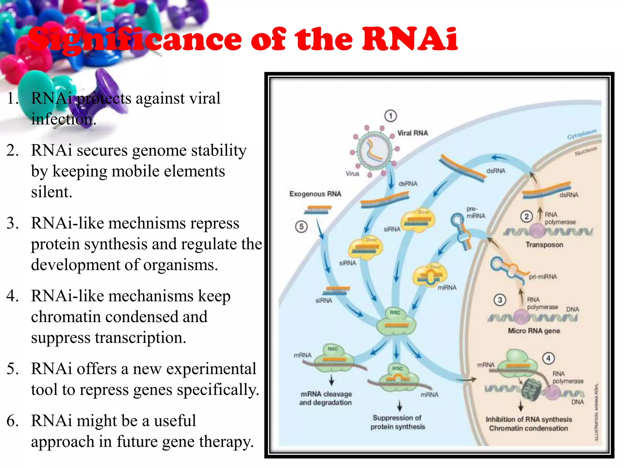 Significance of the RNAi
1. RNAi protects against viral
infection.

2. RNAi secures genome stability
by keeping mobile elements
silent.
3. RNAi-like mechnisms repress
protein synthesis and regulate the
development of organisms.
4. RNAi-like mechanisms keep
chromatin condensed and
suppress transcription.

5. RNAi offers a new experimental
tool to repress genes specifically.
6. RNAi might be a useful
approach in future gene therapy.

 