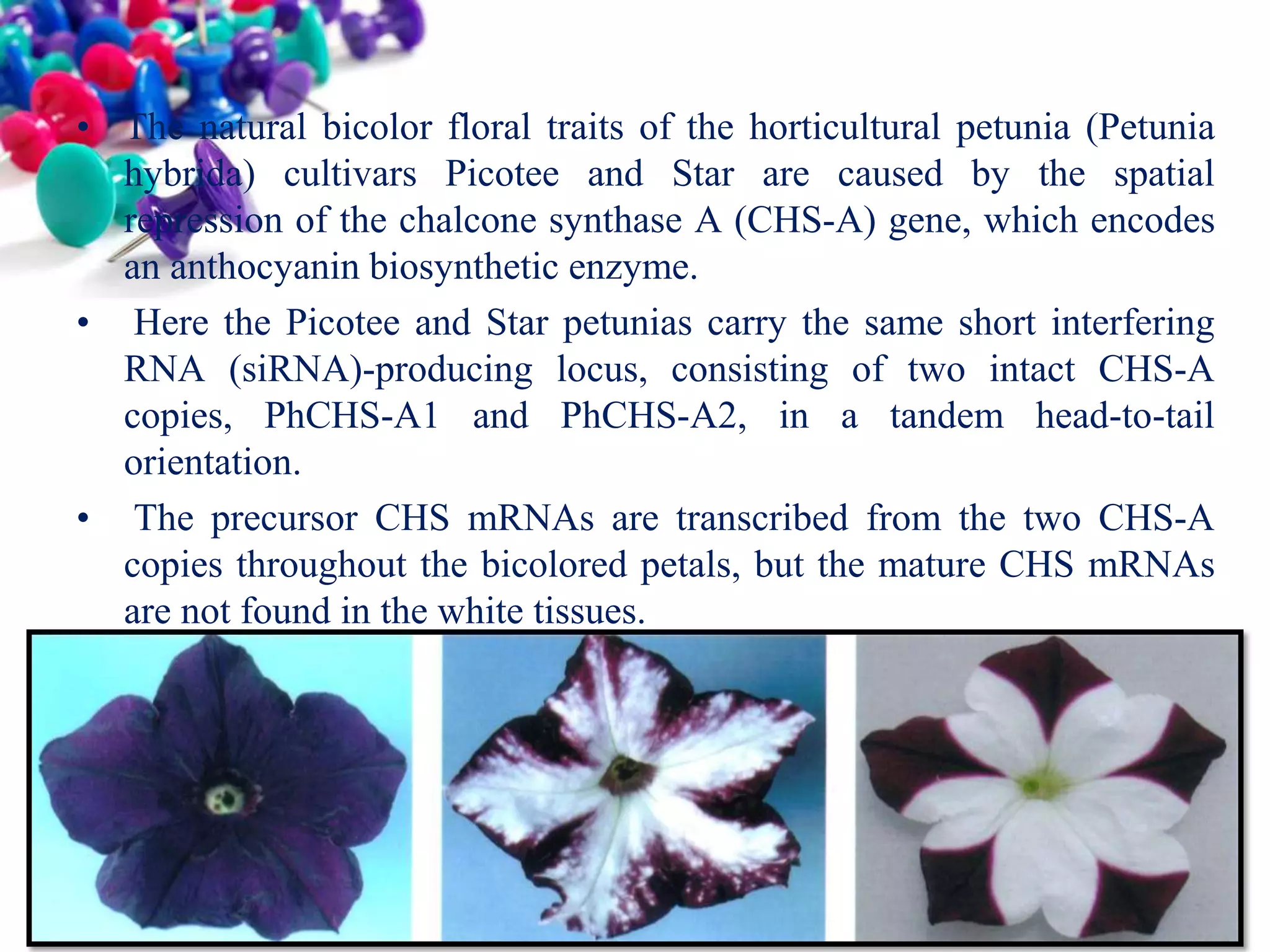 • The natural bicolor floral traits of the horticultural petunia (Petunia
hybrida) cultivars Picotee and Star are caused by the spatial
repression of the chalcone synthase A (CHS-A) gene, which encodes
an anthocyanin biosynthetic enzyme.
• Here the Picotee and Star petunias carry the same short interfering
RNA (siRNA)-producing locus, consisting of two intact CHS-A
copies, PhCHS-A1 and PhCHS-A2, in a tandem head-to-tail
orientation.
• The precursor CHS mRNAs are transcribed from the two CHS-A
copies throughout the bicolored petals, but the mature CHS mRNAs
are not found in the white tissues.

 