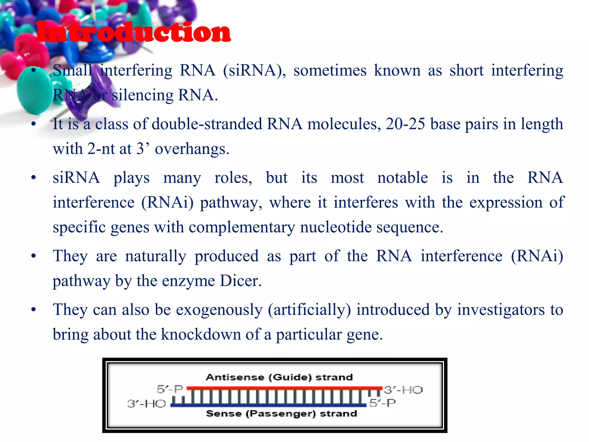 Introduction
• Small interfering RNA (siRNA), sometimes known as short interfering
RNA or silencing RNA.
• It is a class of double-stranded RNA molecules, 20-25 base pairs in length
with 2-nt at 3’ overhangs.
• siRNA plays many roles, but its most notable is in the RNA
interference (RNAi) pathway, where it interferes with the expression of
specific genes with complementary nucleotide sequence.

• They are naturally produced as part of the RNA interference (RNAi)
pathway by the enzyme Dicer.
• They can also be exogenously (artificially) introduced by investigators to
bring about the knockdown of a particular gene.

 
