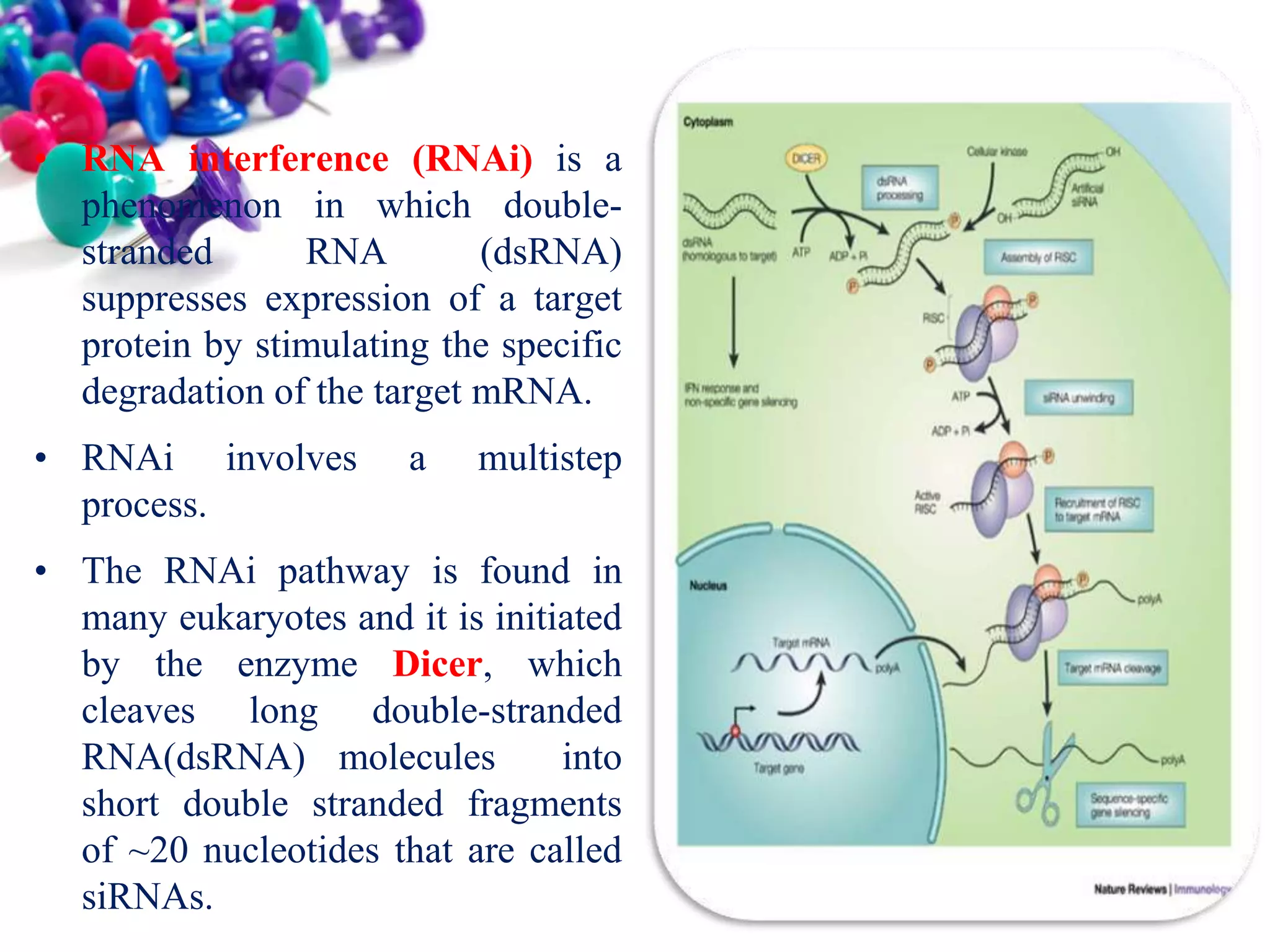 • RNA interference (RNAi) is a
phenomenon in which doublestranded
RNA
(dsRNA)
suppresses expression of a target
protein by stimulating the specific
degradation of the target mRNA.
• RNAi involves
process.

a

multistep

• The RNAi pathway is found in
many eukaryotes and it is initiated
by the enzyme Dicer, which
cleaves long double-stranded
RNA(dsRNA) molecules
into
short double stranded fragments
of ~20 nucleotides that are called
siRNAs.

 