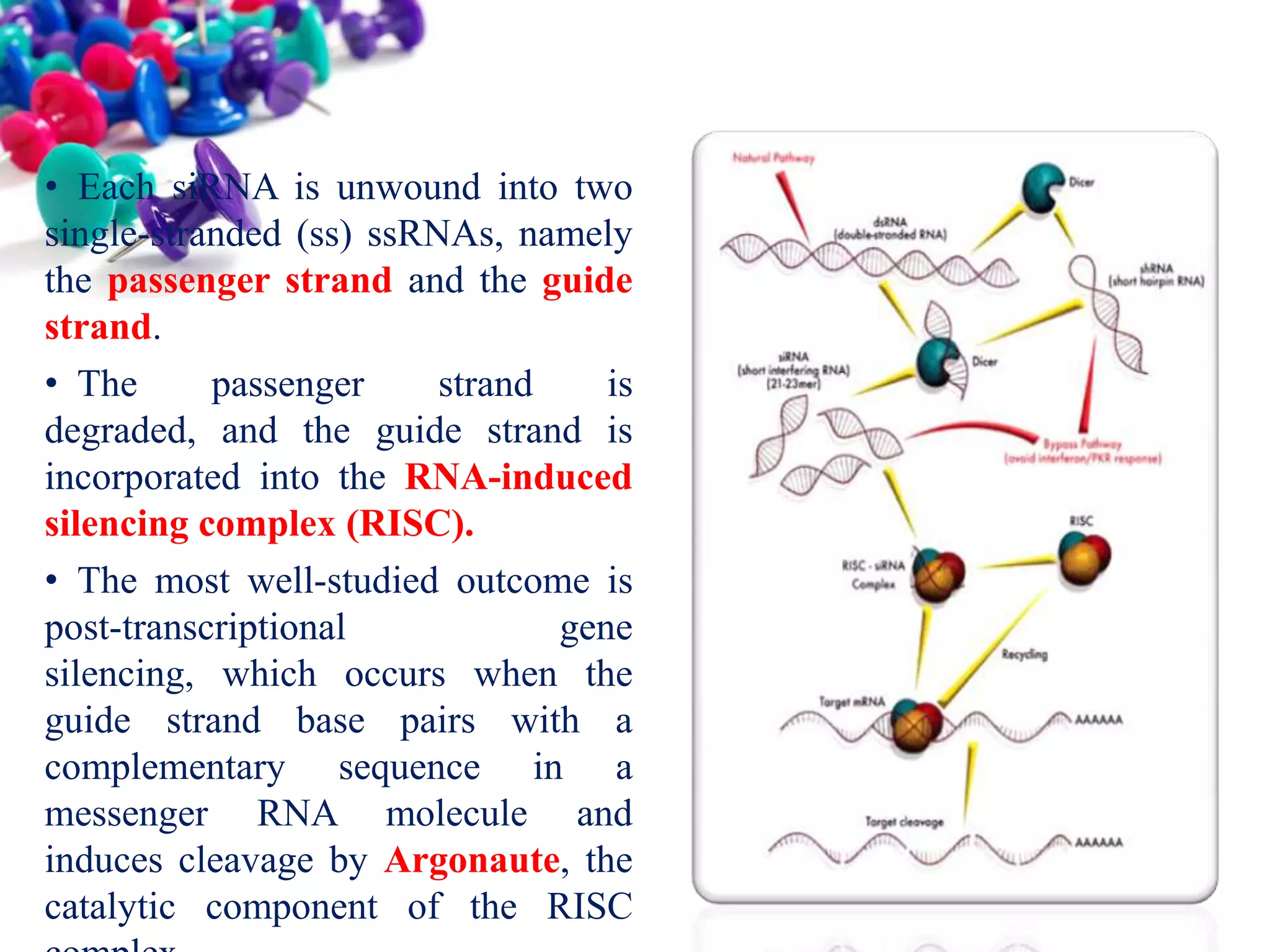 • Each siRNA is unwound into two
single-stranded (ss) ssRNAs, namely
the passenger strand and the guide
strand.
• The
passenger
strand
is
degraded, and the guide strand is
incorporated into the RNA-induced
silencing complex (RISC).
• The most well-studied outcome is
post-transcriptional
gene
silencing, which occurs when the
guide strand base pairs with a
complementary sequence in a
messenger RNA molecule and
induces cleavage by Argonaute, the
catalytic component of the RISC

 