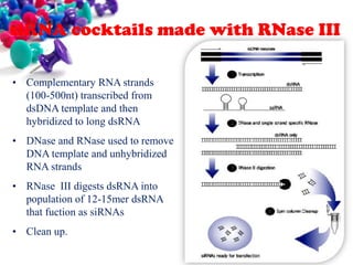 siRNA cocktails made with RNase III
• Complementary RNA strands
(100-500nt) transcribed from
dsDNA template and then
hybridized to long dsRNA
• DNase and RNase used to remove
DNA template and unhybridized
RNA strands
• RNase III digests dsRNA into
population of 12-15mer dsRNA
that fuction as siRNAs
• Clean up.

 