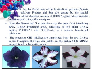 • The natural bicolor floral traits of the horticultural petunia (Petunia
hybrida) cultivars Picotee and Star are caused by the spatial
repression of the chalcone synthase A (CHS-A) gene, which encodes
an anthocyanin biosynthetic enzyme.
• Here the Picotee and Star petunias carry the same short interfering
RNA (siRNA)-producing locus, consisting of two intact CHS-A
copies, PhCHS-A1 and PhCHS-A2, in a tandem head-to-tail
orientation.
• The precursor CHS mRNAs are transcribed from the two CHS-A
copies throughout the bicolored petals, but the mature CHS mRNAs
are not found in the white tissues.

 