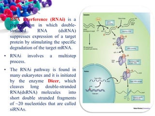 • RNA interference (RNAi) is a
phenomenon in which doublestranded
RNA
(dsRNA)
suppresses expression of a target
protein by stimulating the specific
degradation of the target mRNA.
• RNAi involves
process.

a

multistep

• The RNAi pathway is found in
many eukaryotes and it is initiated
by the enzyme Dicer, which
cleaves long double-stranded
RNA(dsRNA) molecules
into
short double stranded fragments
of ~20 nucleotides that are called
siRNAs.

 