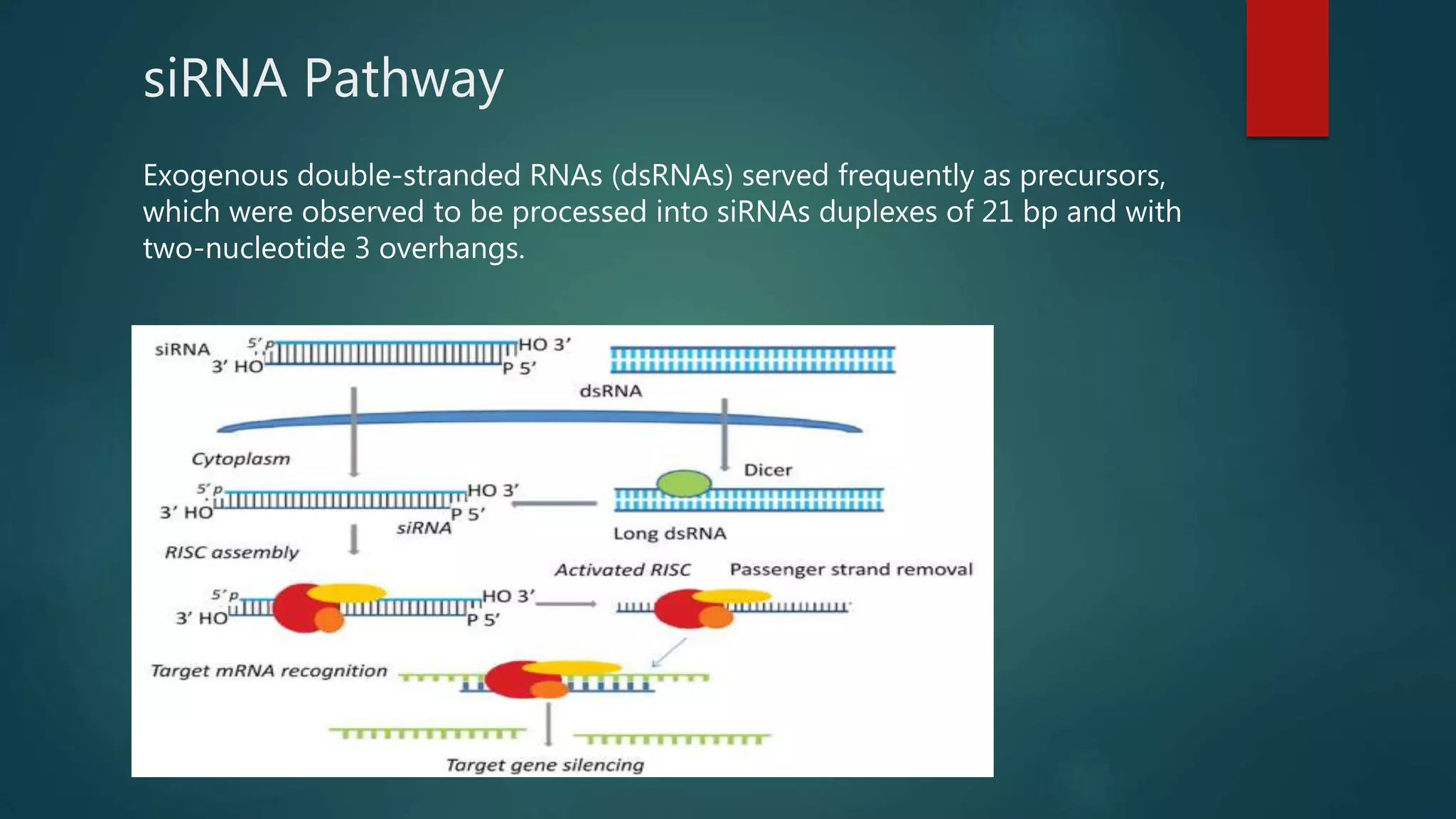 siRNA Pathway
Exogenous double-stranded RNAs (dsRNAs) served frequently as precursors,
which were observed to be processed into siRNAs duplexes of 21 bp and with
two-nucleotide 3 overhangs.
 