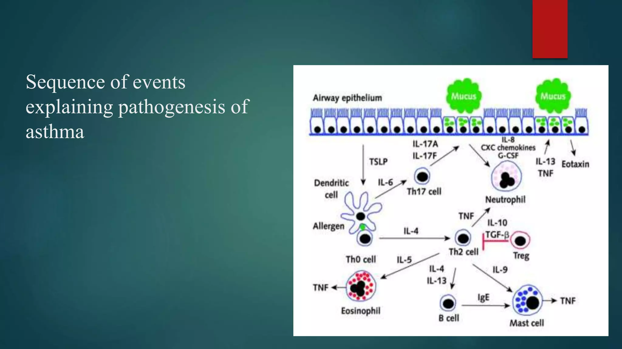 Sequence of events
explaining pathogenesis of
asthma
 