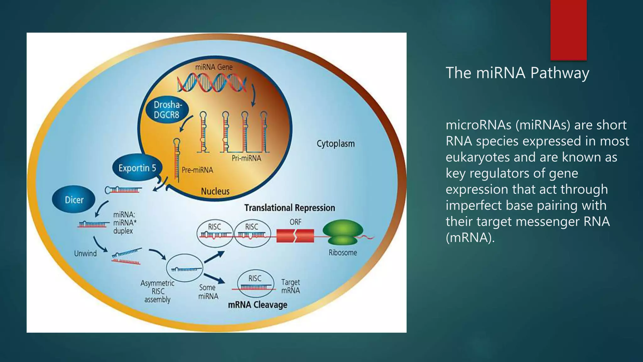 The miRNA Pathway
microRNAs (miRNAs) are short
RNA species expressed in most
eukaryotes and are known as
key regulators of gene
expression that act through
imperfect base pairing with
their target messenger RNA
(mRNA).
 