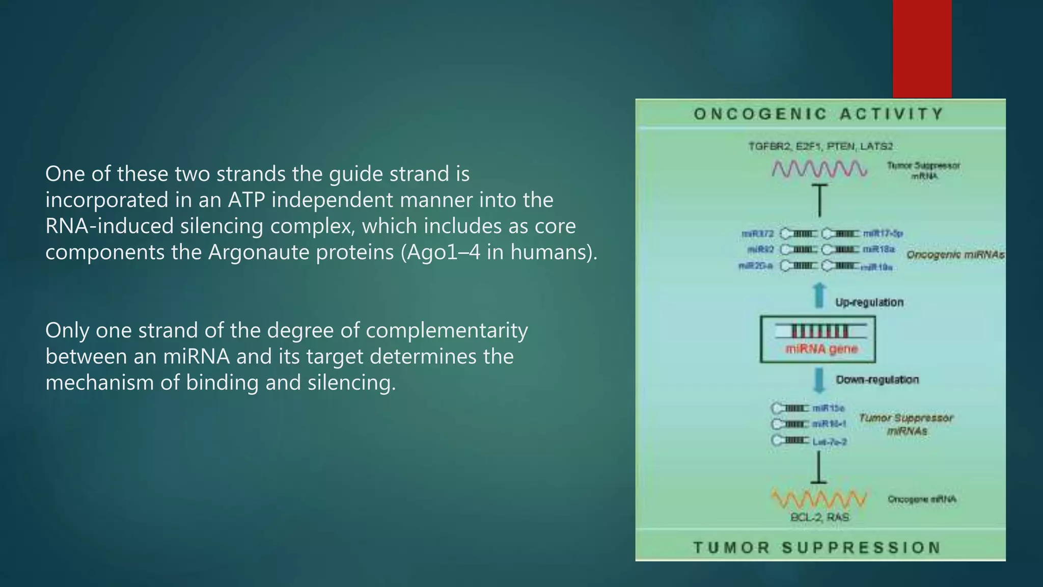 One of these two strands the guide strand is
incorporated in an ATP independent manner into the
RNA-induced silencing complex, which includes as core
components the Argonaute proteins (Ago1–4 in humans).
Only one strand of the degree of complementarity
between an miRNA and its target determines the
mechanism of binding and silencing.
 