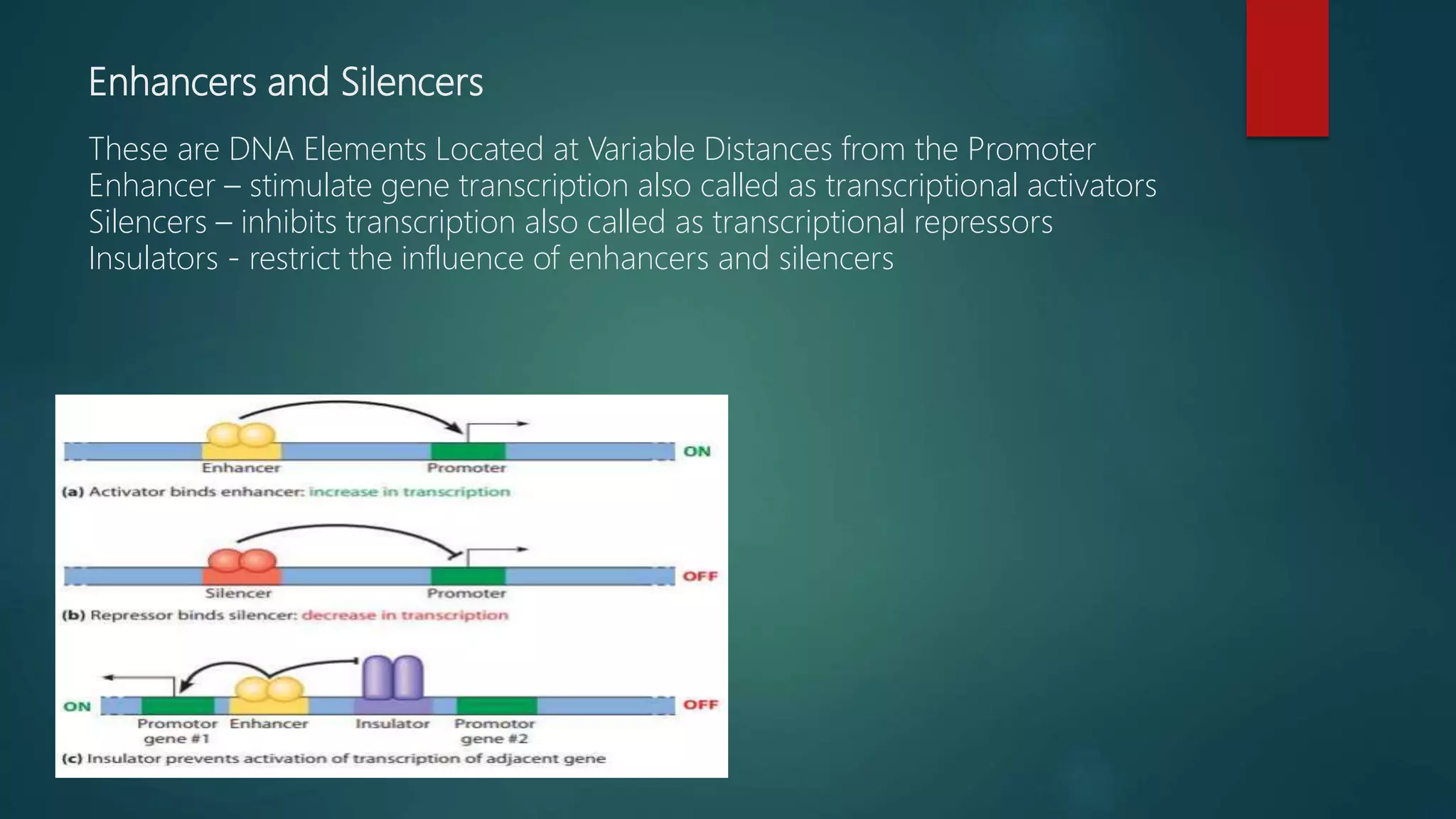 Enhancers and Silencers
These are DNA Elements Located at Variable Distances from the Promoter
Enhancer – stimulate gene transcription also called as transcriptional activators
Silencers – inhibits transcription also called as transcriptional repressors
Insulators - restrict the influence of enhancers and silencers
 