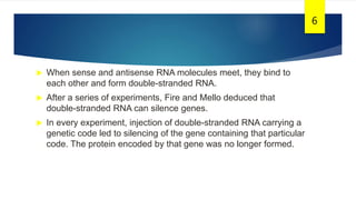  When sense and antisense RNA molecules meet, they bind to
each other and form double-stranded RNA.
 After a series of experiments, Fire and Mello deduced that
double-stranded RNA can silence genes.
 In every experiment, injection of double-stranded RNA carrying a
genetic code led to silencing of the gene containing that particular
code. The protein encoded by that gene was no longer formed.
6
 