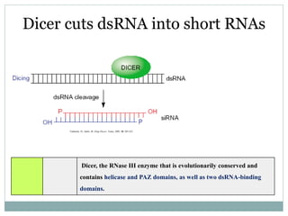 Dicer cuts dsRNA into short RNAs
Vanhecke, D.; Janitz, M. Drug Discov. Today, 2005, 10, 205-225.
Dicer, the RNase III enzyme that is evolutionarily conserved and
contains helicase and PAZ domains, as well as two dsRNA-binding
domains.
 