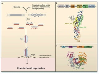 Translational repression
 