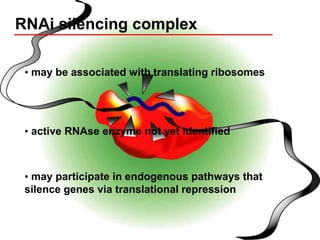 RNAi silencing complex
• may be associated with translating ribosomes
• active RNAse enzyme not yet identified
• may participate in endogenous pathways that
silence genes via translational repression
 