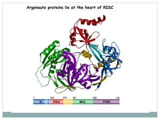 Argonaute proteins lie at the heart of RISC
 
