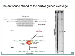 the antisense strand of the siRNA guides cleavage
 