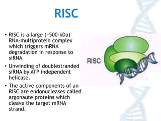 Dna Risc Si rna and micro rna | PPTX