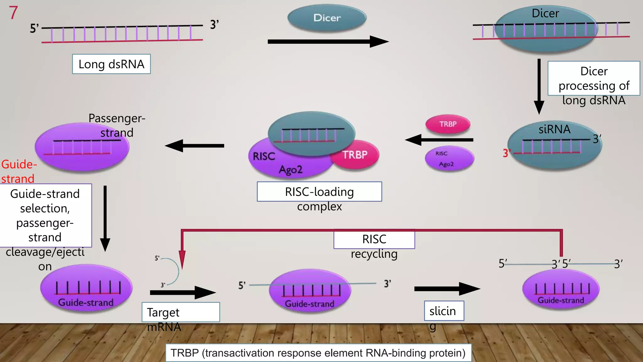 Sirna Risc Loading SiRNA & MiRNA.pptx