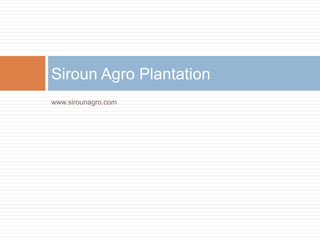 www.sirounagro.com
Siroun Agro Plantation
 