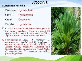 CYCAS
Systematic Position
Division - Cycadophyta
Class - Cycadopsida
Order - Cycadales
Family- Cycadaceae
 Cycas is the most widely distributed genus of
the order Cycadales. There are about 20
species which occurs in wild state in China,
Japan, Australia, Africa, Burma and India.
 Four species of Cycas – C. circinalis , C.
pectinata, C. rumphii and C. beddomei –
occurs in natural state in India, Chiefly in
Assam, Orissa, Meghalya, Andaman and
Nicobar Islands, karnataka and Tamil Nadu.
C. revoluta and C. siamensis are widely
grown in gardens.
 