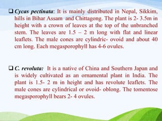 Cycas pectinata: It is mainly distributed in Nepal, Sikkim,
hills in Bihar Assam and Chittagong. The plant is 2- 3.5m in
height with a crown of leaves at the top of the unbranched
stem. The leaves are 1.5 – 2 m long with flat and linear
leaflets. The male cones are cylindric- ovoid and about 40
cm long. Each megasporophyll has 4-6 ovules.
 C. revoluta: It is a native of China and Southern Japan and
is widely cultivated as an ornamental plant in India. The
plant is 1.5- 2 m in height and has revolute leaflets. The
male cones are cylindrical or ovoid- oblong. The tomentose
megasporophyll bears 2- 4 ovules.
 