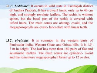  C. beddomei: It occurs in wild state in Cuddapah district
of Andhra Pradesh. It has a dwarf trunk, only up to 40 cm
high, and strongly revolute leaflets. The rachis is without
spines, but the basal part of the rachis is covered with
tufted hairs. The male cones are oblong- ovoid, and the
megasporophylls are ovate- lanceolate with linear teeth.
 C. circinalis: It is common in the western parts of
Peninsular India, Western Ghats and Orissa hills. It is 1.5-
3 m in height. The leaf has more than 160 pairs of flat and
acuminate leaflets. The male cones are cylindric- ovoid
and the tomentose megasporophyll bears up to 12 ovules.
 