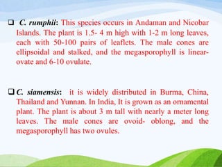  C. rumphii: This species occurs in Andaman and Nicobar
Islands. The plant is 1.5- 4 m high with 1-2 m long leaves,
each with 50-100 pairs of leaflets. The male cones are
ellipsoidal and stalked, and the megasporophyll is linear-
ovate and 6-10 ovulate.
 C. siamensis: it is widely distributed in Burma, China,
Thailand and Yunnan. In India, It is grown as an ornamental
plant. The plant is about 3 m tall with nearly a meter long
leaves. The male cones are ovoid- oblong, and the
megasporophyll has two ovules.
 
