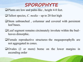 SPOROPHYTE
 Plants are low and palm-like , height 4-8 feet.
 Tallest species, C. media – up to 20 feet high
 Stem unbranched , columnar and covered with persistent
leaf bases.
 Leaf segment remains circinnately involute within the bud–
leaves dimorphic.
 Female reproductive structures–the megasporophylls are
not aggregated in cones.
 Ovules (2 or more) borne on the lower margins in
ascending order
 