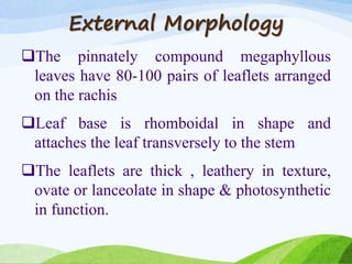 External Morphology
The pinnately compound megaphyllous
leaves have 80-100 pairs of leaflets arranged
on the rachis
Leaf base is rhomboidal in shape and
attaches the leaf transversely to the stem
The leaflets are thick , leathery in texture,
ovate or lanceolate in shape & photosynthetic
in function.
 