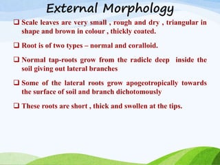 External Morphology
 Scale leaves are very small , rough and dry , triangular in
shape and brown in colour , thickly coated.
 Root is of two types – normal and coralloid.
 Normal tap-roots grow from the radicle deep inside the
soil giving out lateral branches
 Some of the lateral roots grow apogeotropically towards
the surface of soil and branch dichotomously
 These roots are short , thick and swollen at the tips.
 