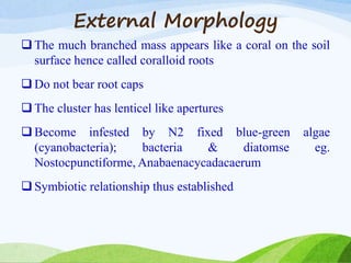 External Morphology
 The much branched mass appears like a coral on the soil
surface hence called coralloid roots
 Do not bear root caps
 The cluster has lenticel like apertures
 Become infested by N2 fixed blue-green algae
(cyanobacteria); bacteria & diatomse eg.
Nostocpunctiforme, Anabaenacycadacaerum
 Symbiotic relationship thus established
 