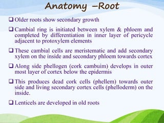 Anatomy –Root
 Older roots show secondary growth
 Cambial ring is initiated between xylem & phloem and
completed by differentiation in inner layer of pericycle
adjacent to protoxylem elements
 These cambial cells are meristematic and add secondary
xylem on the inside and secondary phloem towards cortex
 Along side phellogen (cork cambuim) develops in outer
most layer of cortex below the epidermis
 This produces dead cork cells (phellem) towards outer
side and living secondary cortex cells (phelloderm) on the
inside.
 Lenticels are developed in old roots
 