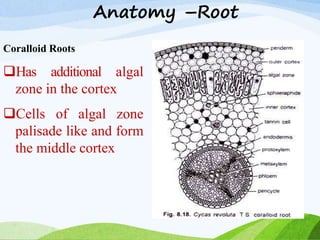 Anatomy –Root
Coralloid Roots
Has additional algal
zone in the cortex
Cells of algal zone
palisade like and form
the middle cortex
 