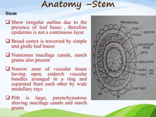 Anatomy –Stem
Stem
 Show irregular outline due to the
presence of leaf bases , therefore
epidermis is not a continuous layer
 Broad cortex is traversed by simple
and girdle leaf traces
 Numerous mucilage canals, starch
grains also present
 Narrow zone of vascular tissue
having open, endarch vascular
bundles arranged in a ring and
separated from each other by wide
medullary rays
 Pith is large, parenchymatous
shaving mucilage canals and starch
grains
 