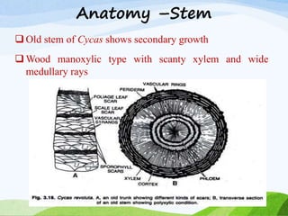 Anatomy –Stem
 Old stem of Cycas shows secondary growth
 Wood manoxylic type with scanty xylem and wide
medullary rays
 