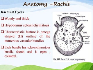 Anatomy –Rachis
Rachis of Cycas
Woody and thick
Hypodermis sclerenchymatous
Characteristic feature is omega
shaped (Ω) outline of the
numerous vascular bundles
Each bundle has sclerenchymatous
bundle sheath and is open ,
collateral.
 
