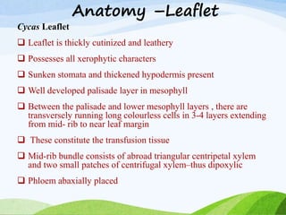 Anatomy –Leaflet
Cycas Leaflet
 Leaflet is thickly cutinized and leathery
 Possesses all xerophytic characters
 Sunken stomata and thickened hypodermis present
 Well developed palisade layer in mesophyll
 Between the palisade and lower mesophyll layers , there are
transversely running long colourless cells in 3-4 layers extending
from mid- rib to near leaf margin
 These constitute the transfusion tissue
 Mid-rib bundle consists of abroad triangular centripetal xylem
and two small patches of centrifugal xylem–thus dipoxylic
 Phloem abaxially placed
 