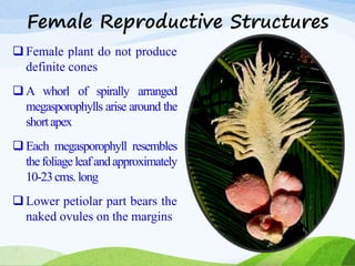 Female Reproductive Structures
 Female plant do not produce
definite cones
 A whorl of spirally arranged
megasporophylls arise around the
shortapex
 Each megasporophyll resembles
thefoliageleafandapproximately
10-23cms.long
 Lower petiolar part bears the
naked ovules on the margins
 