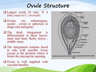 Ovule Structure
 Largest ovule (6 cms. X 4
cms.) seen in C. circinalis
 Ovules are orthotropous,
sessile , ovoid or spherical in
shape and unitegmic.
 The thick integument is
differentiated in three layers-
outer and inner fleshy layers ,
middle stony.
 The integument remains fused
in side with nucellar tissue
except at the position where it
forms the micropylar opening.
 Ovule is well supplied with
vascular bundles.
 