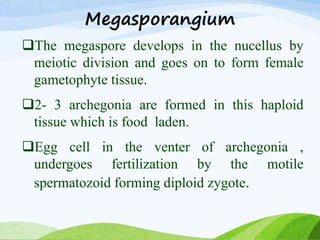 Megasporangium
The megaspore develops in the nucellus by
meiotic division and goes on to form female
gametophyte tissue.
2- 3 archegonia are formed in this haploid
tissue which is food laden.
Egg cell in the venter of archegonia ,
undergoes fertilization by the motile
spermatozoid forming diploid zygote.
 