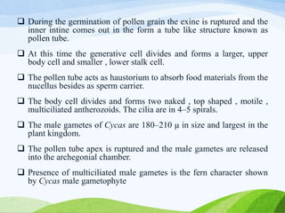  During the germination of pollen grain the exine is ruptured and the
inner intine comes out in the form a tube like structure known as
pollen tube.
 At this time the generative cell divides and forms a larger, upper
body cell and smaller , lower stalk cell.
 The pollen tube acts as haustorium to absorb food materials from the
nucellus besides as sperm carrier.
 The body cell divides and forms two naked , top shaped , motile ,
multiciliated antherozoids. The cilia are in 4–5 spirals.
 The male gametes of Cycas are 180–210 μ in size and largest in the
plant kingdom.
 The pollen tube apex is ruptured and the male gametes are released
into the archegonial chamber.
 Presence of multiciliated male gametes is the fern character shown
by Cycas male gametophyte
 