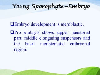 Young Sporophyte–Embryo
Embryo development is meroblastic.
Pro embryo shows upper haustorial
part, middle elongating suspensors and
the basal meristematic embryonal
region.
 