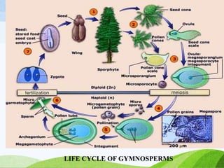 LIFE CYCLE OF GYMNOSPERMS
 